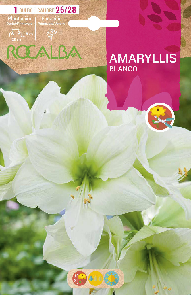 Bulbo Amaryllis 26/28 Blanco