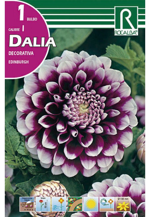 Bulbo Dalia Edinburgh Violeta Puntas Blancas