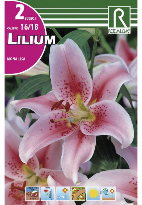 Bulbos Liliums 16/18 Mona Lisa Lila Suave Puntos Rojos