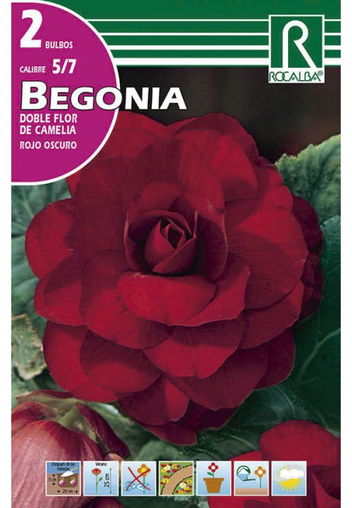 Bulbo Begonias Dobles Flor de Camelia Rojo Oscuro
