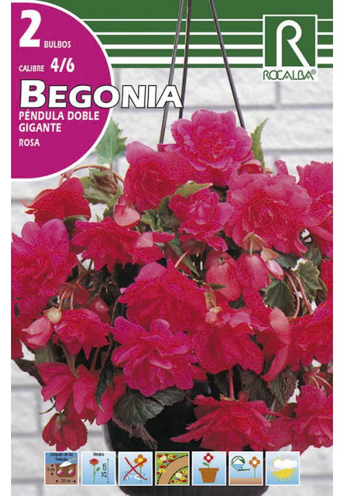 Bulbos Begonias Pendula Doble Gigante Rosa