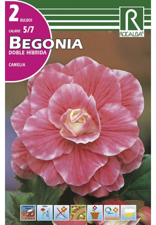 Bulbo Begonia Doble Hibrida Rosa Fuerte Borde Blanco