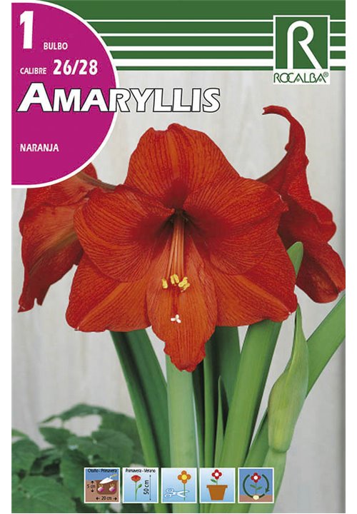 Bulbo Amaryllis 26/28 Naranja