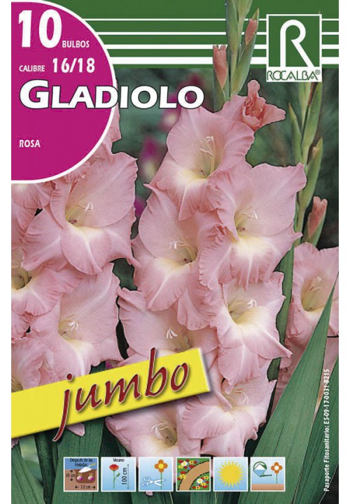 Bulbos Gladiolos Jumbo Rosa