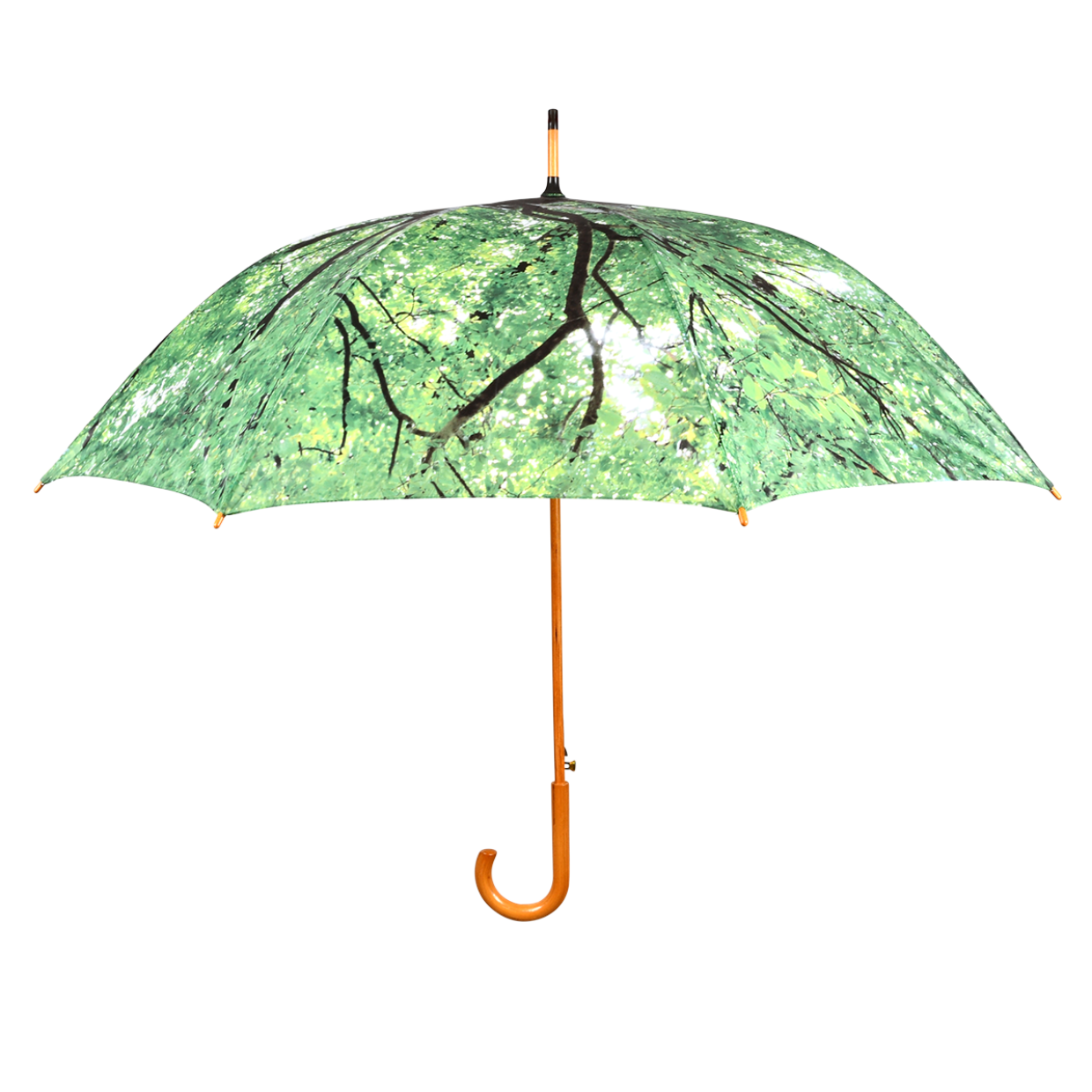 Paraguas Transparente · Bosque – La Chata Merengüela