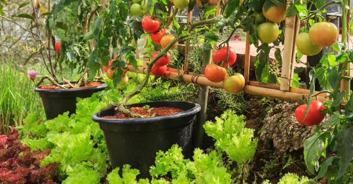 Guia Practica para la identificacion de falta de nutrientes en el huerto