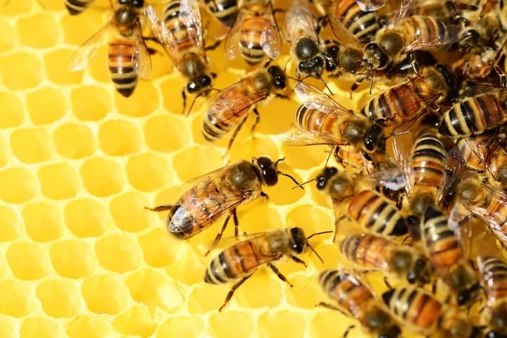 La importancia de tener abejas