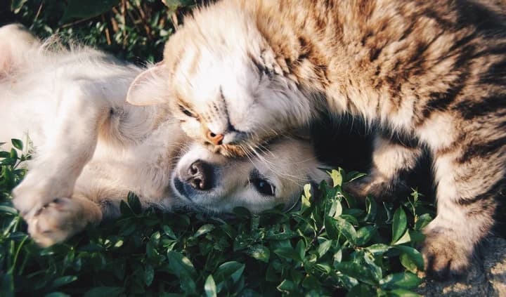 ¿Qué complementos puede necesitar una mascota?