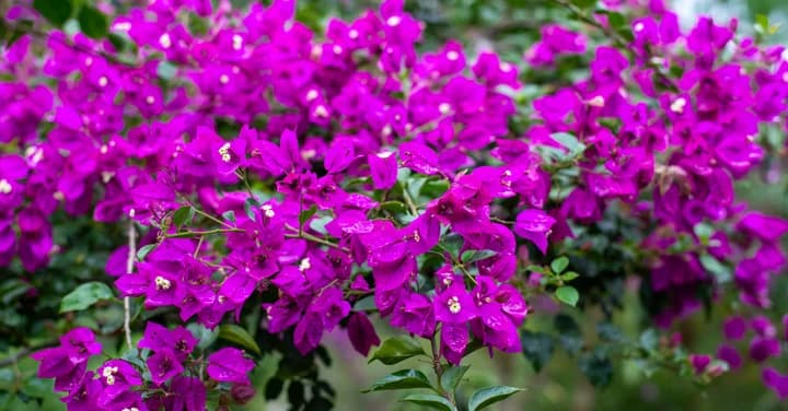 Plantas exteriores que resisten altas temperaturas: ¡ideas para este verano!