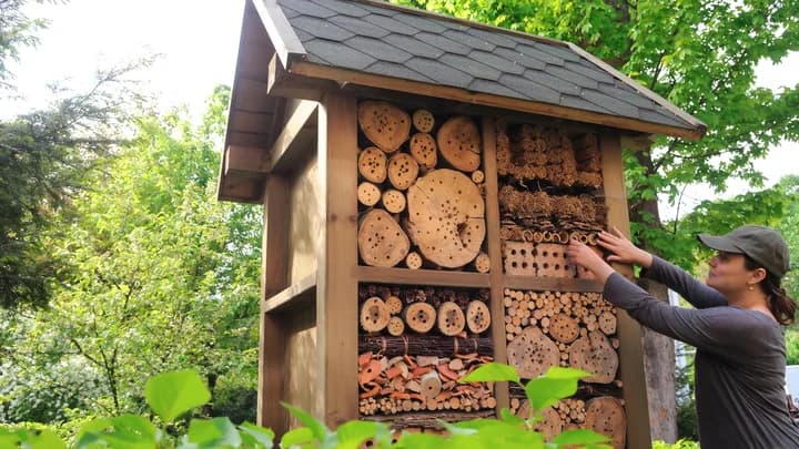 ¿Y si monto una granja de insectos?