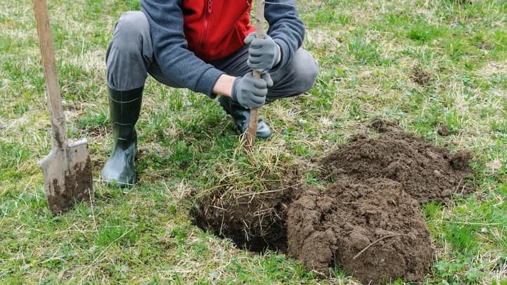Plantar árboles, escribir un libro, tener hijos