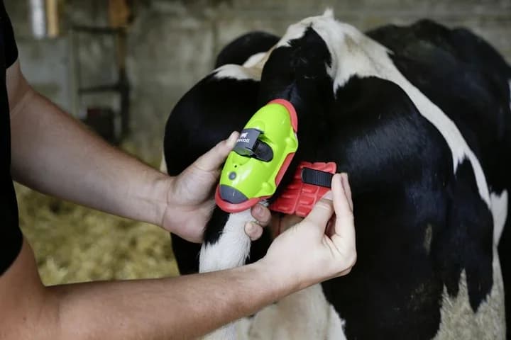 Un aviso al movil y sabras que una vaca esta de parto.