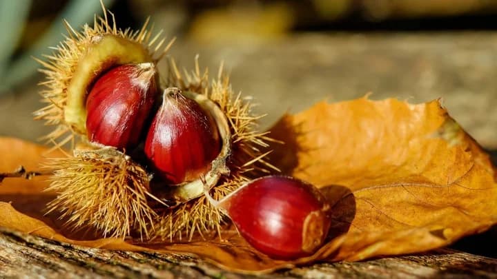 La gominola de los bosques.