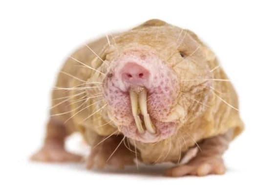 La Plaga de la Rata Topo