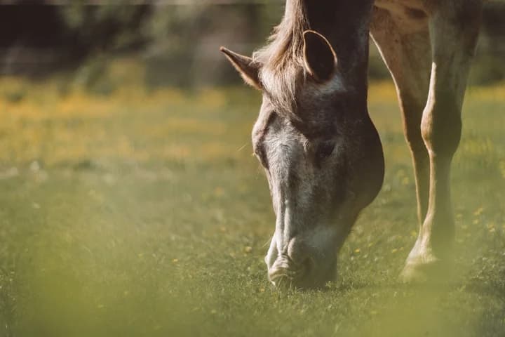 Nueva Gama de piensos para caballos Pavo
