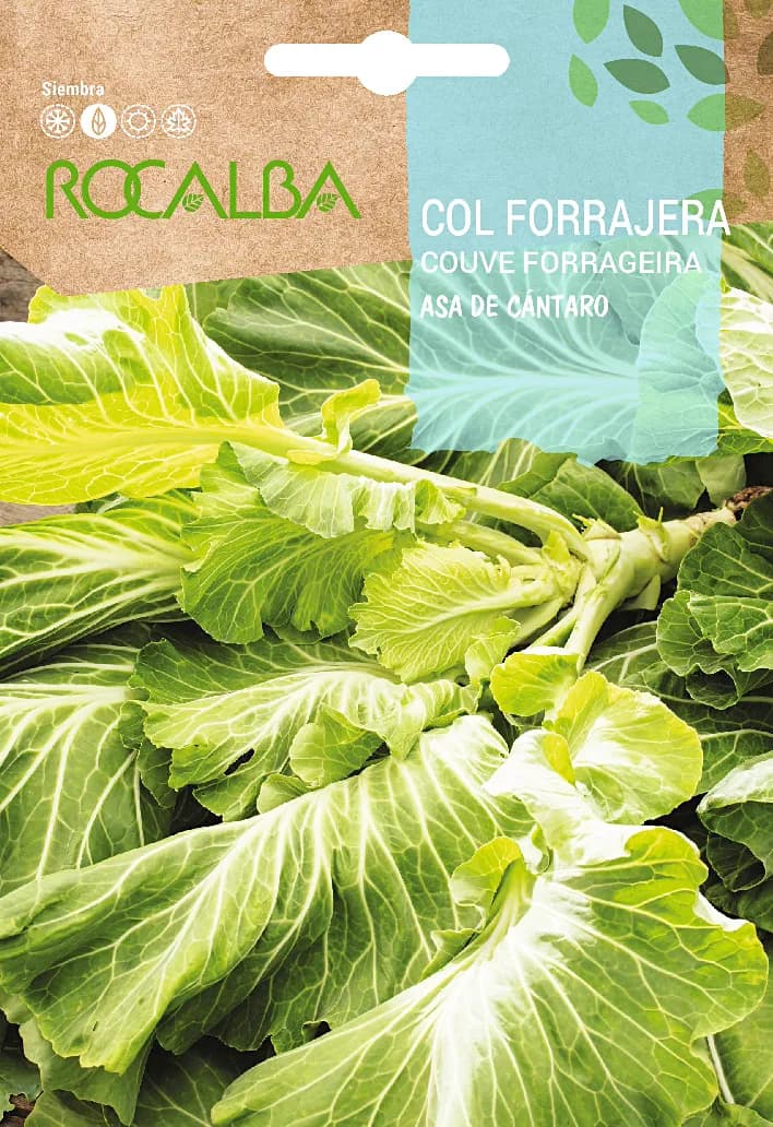Semilla Col Forrajera Asa de Cantaro — foto principal