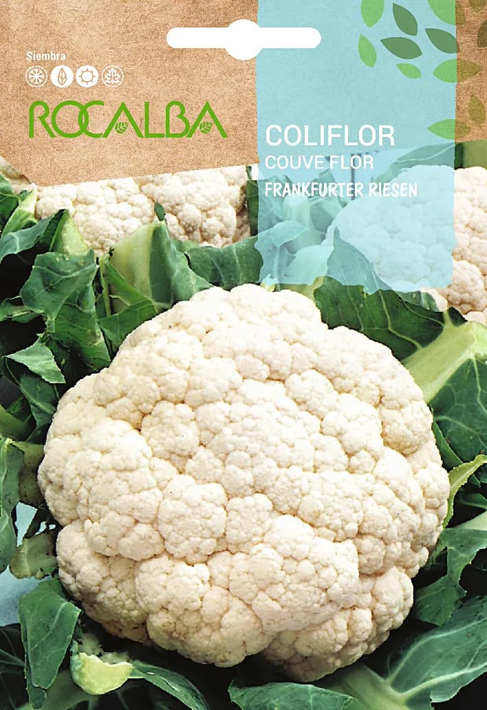 Semilla Coliflor Frankfurter Riesen — foto principal