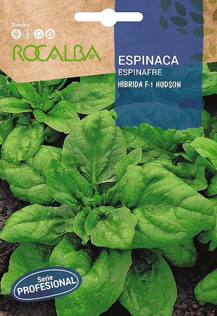 Semilla Profesional Espinaca Hibrida F1 Hudson — foto principal