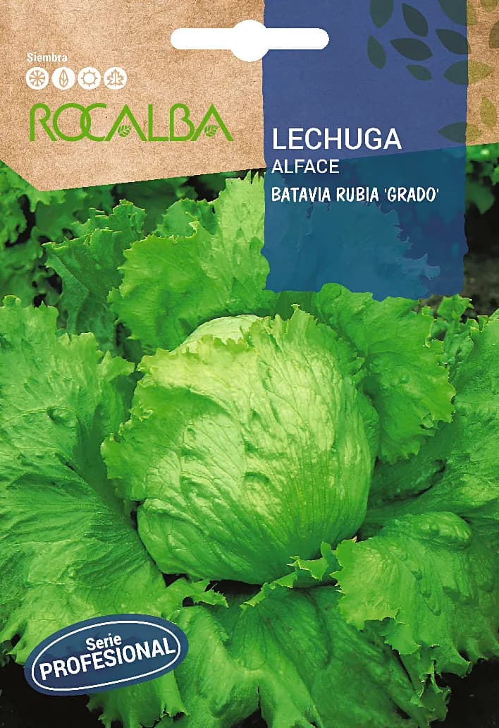 Semilla Profesional Lechuga Batavia Rubia de Grado — foto principal