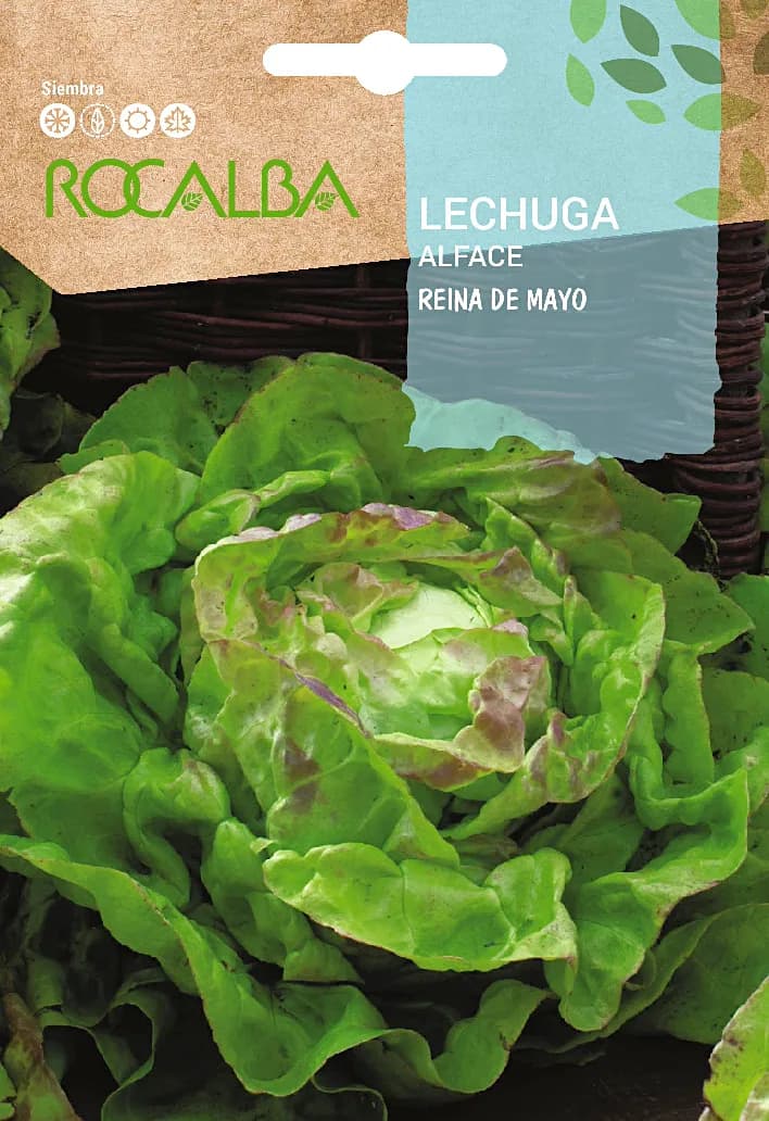 Semilla Lechuga Reina de Mayo — foto principal