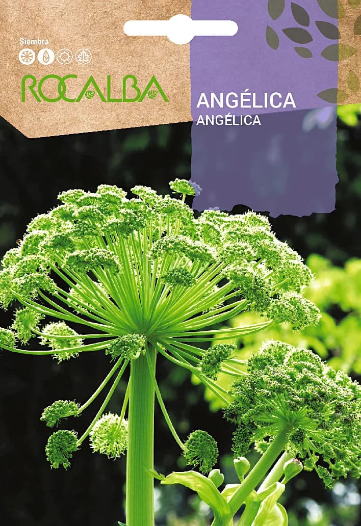 Semilla Angelica — foto principal