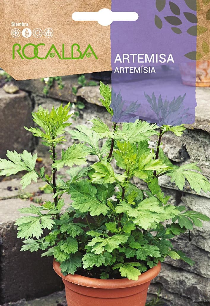 Semilla Artemisa — foto principal