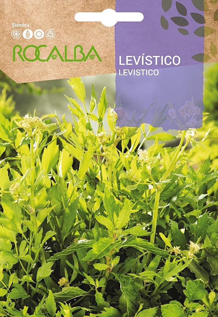 Semilla Levistico — foto principal