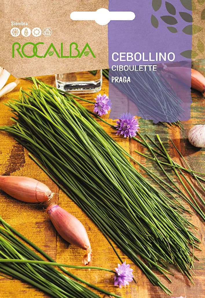 Semilla Cebollino Praga — foto principal
