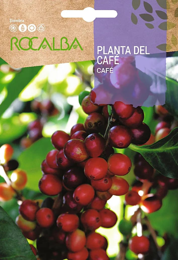 Semilla Planta del Cafe — foto principal