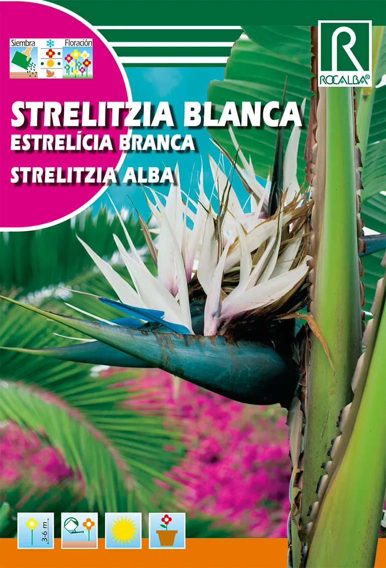 Semilla Strelitzia blanca — foto principal