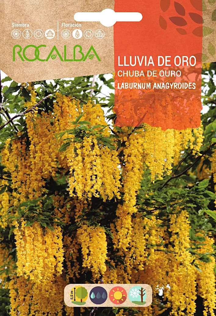 Semilla Lluvia de Oro -laburnum Anagyroides- — foto principal
