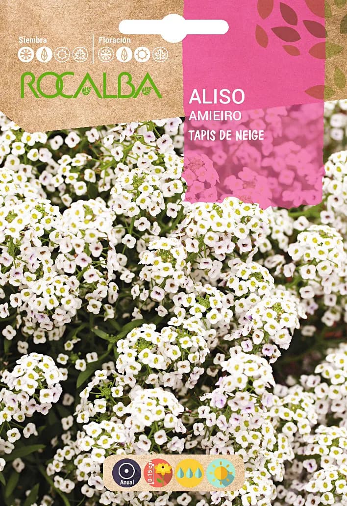 Semilla Aliso Tapis de Neige — foto principal
