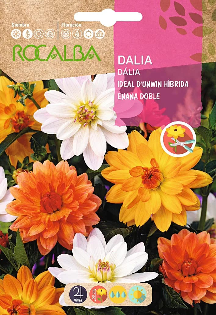 Semilla Dalia Ideal Dunwin Hib. Enana Variada — foto principal