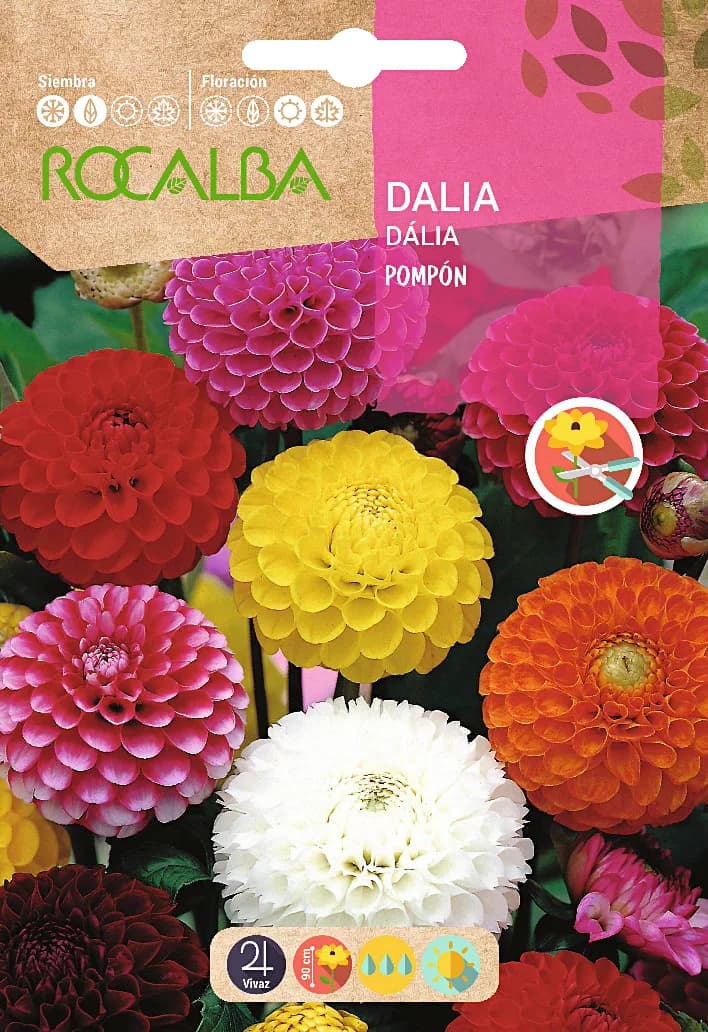 Semilla Dalia Pompon Doble Variada — foto principal