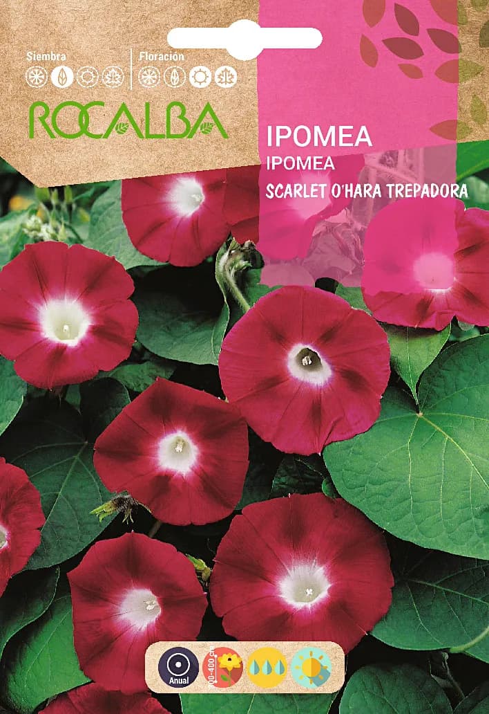 Semilla Ipomea Scarlet Ohara Trepadora Rojo — foto principal