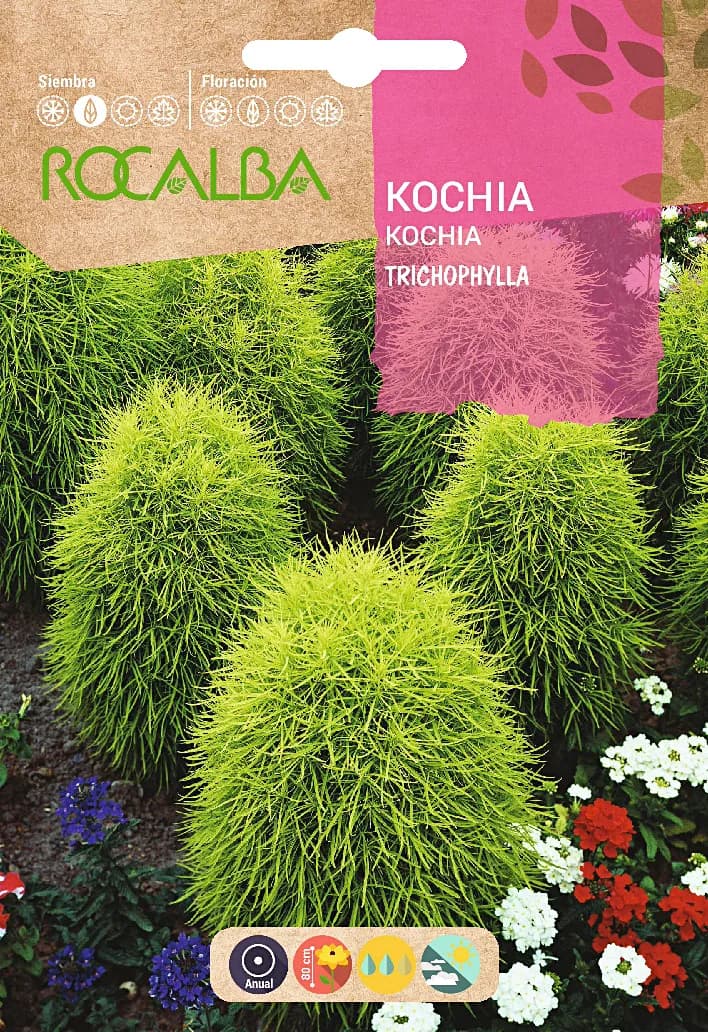 Semilla Kochia Tricophylla Oviforme — foto principal