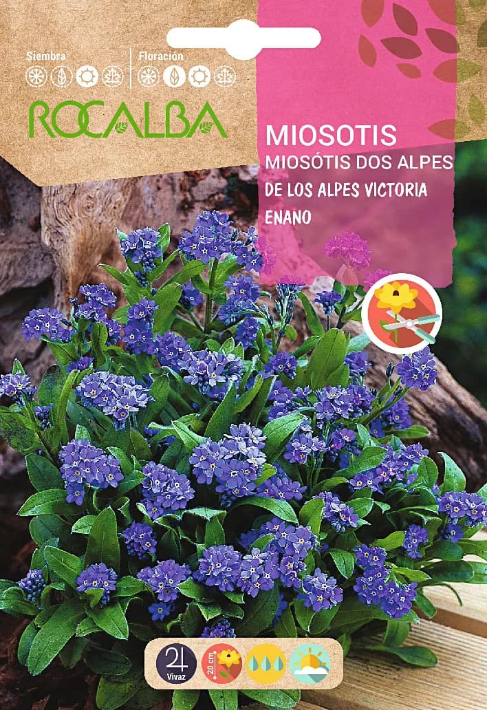 Semilla Miosotis de los Alpes Victoria Enano Azul — foto principal