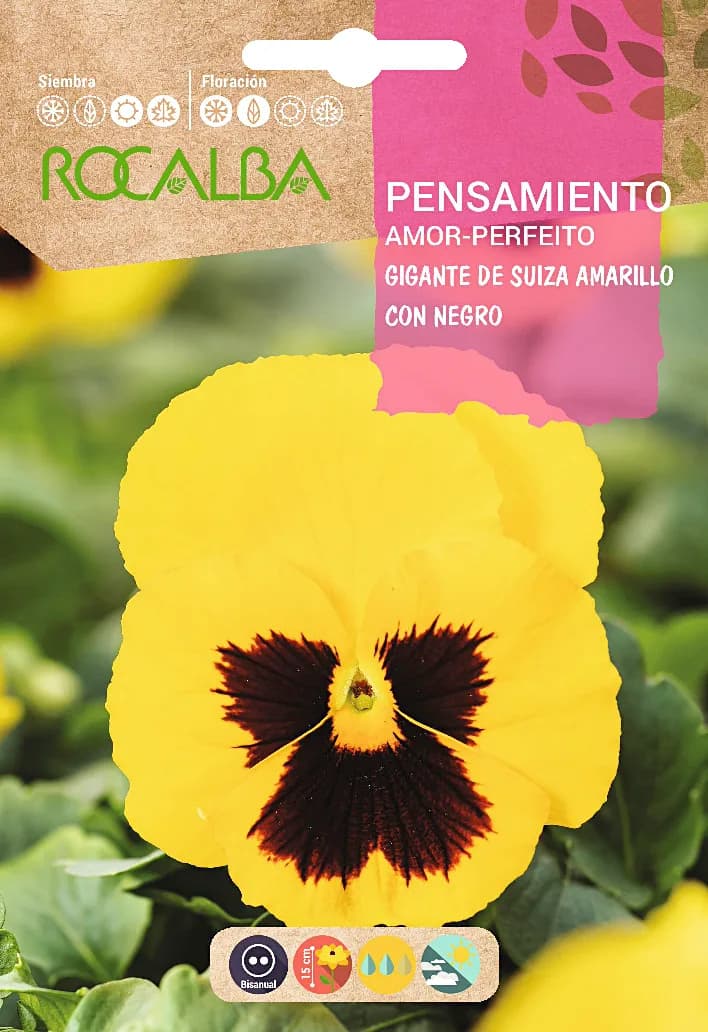 Semilla Pensamiento Gigante de Suiza Amarilla con Negro — foto principal