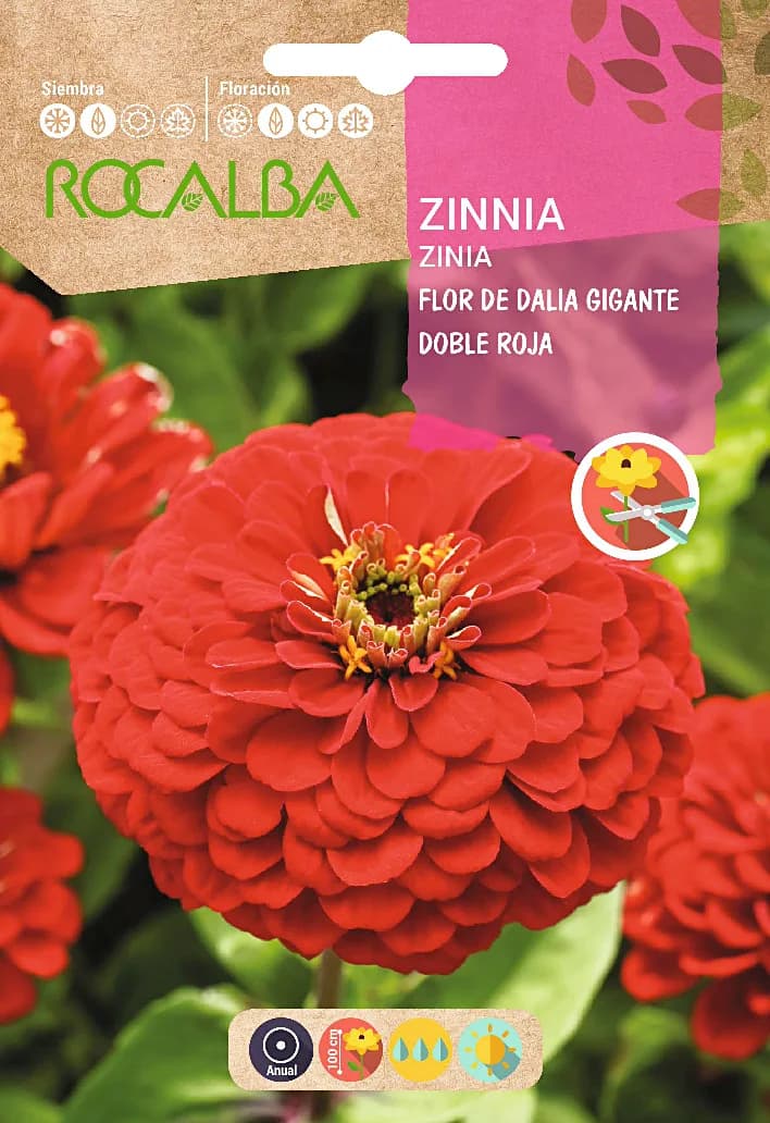 Semilla Zinia Flor de Dalia Gigante Doble Roja — foto principal