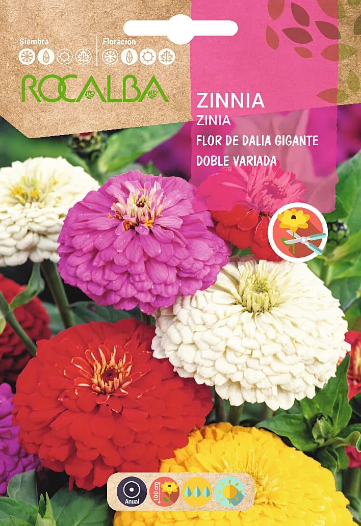 Semilla Zinia Flor de Dalia Gigante Doble Variada — foto principal