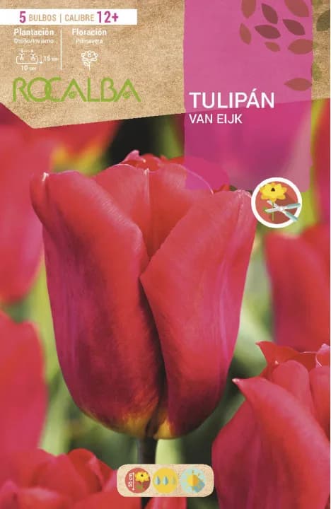 Bulbo Tulipanes 12+ Van Eijk -escarlata — foto principal