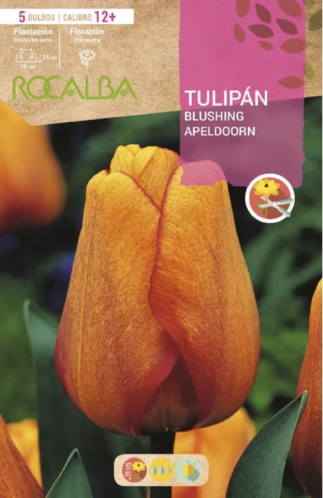 Bulbo Tulipanes 12+ Blushing Apeldoorn — foto principal