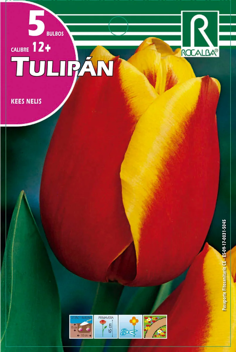 Bulbos Tulipanes Variedad Kees Nelis -rojo y Amarillo — foto principal