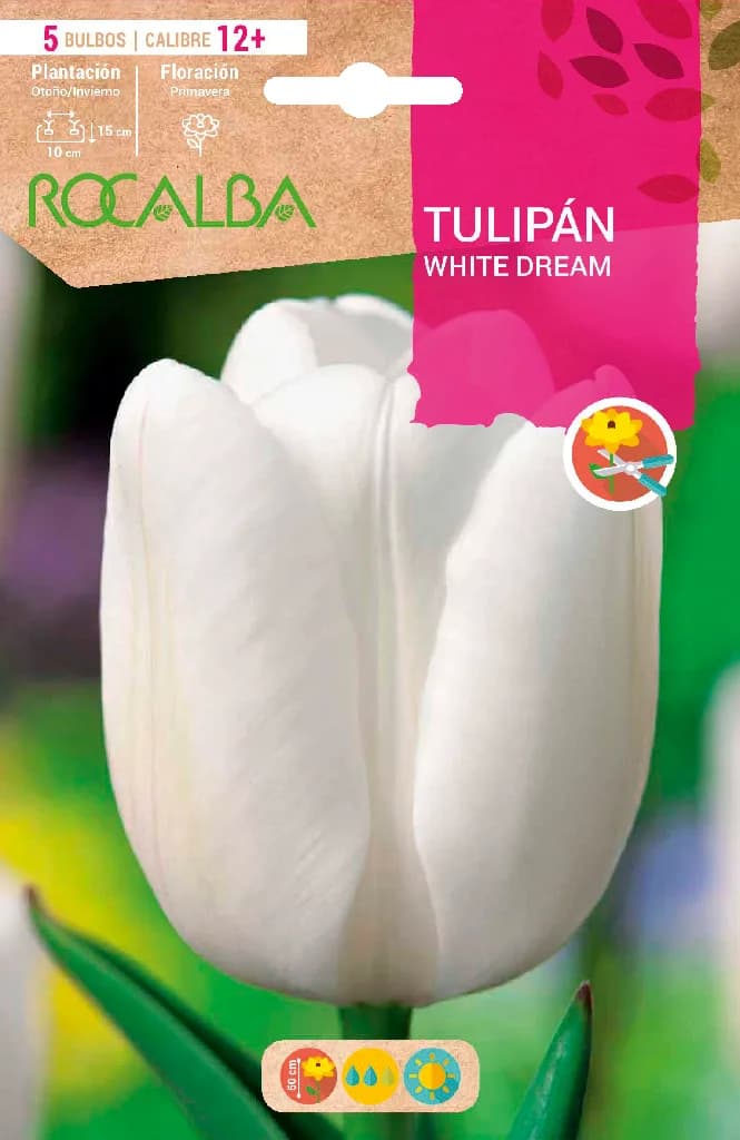 Bulbos Tulipanes Variedad White Dream -blanco Puro — foto principal