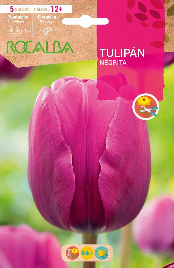 Bulbo Tulipanes Calibre12+ Negrita -violeta — foto principal