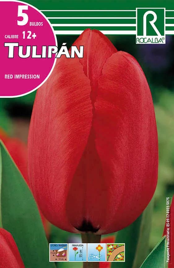 Bulbos Tulipanes Variedad Red Impression -rojo — foto principal
