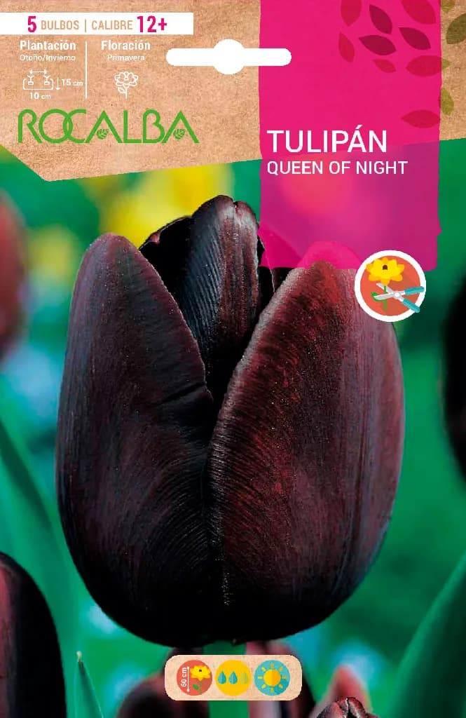 Bulbo Tulipanes Calibre 12+ Queen Of Night -negro — foto principal