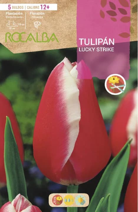 Bulbos Tulipanes Variedad Lucky Strike — foto principal