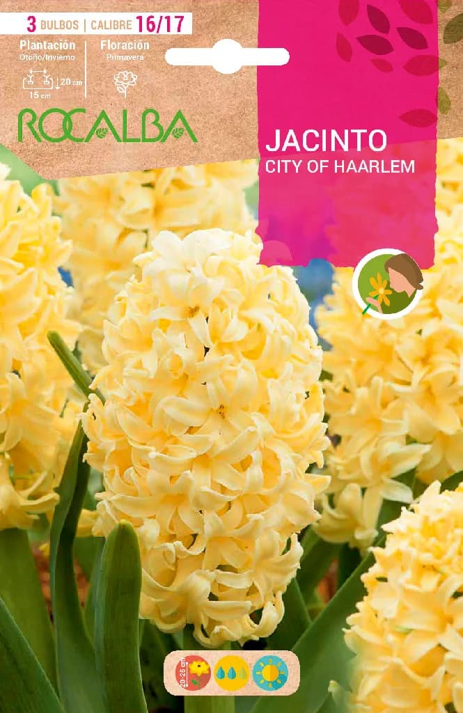 Bulbo Jacinto City Of Haarlem Amarillo — foto principal
