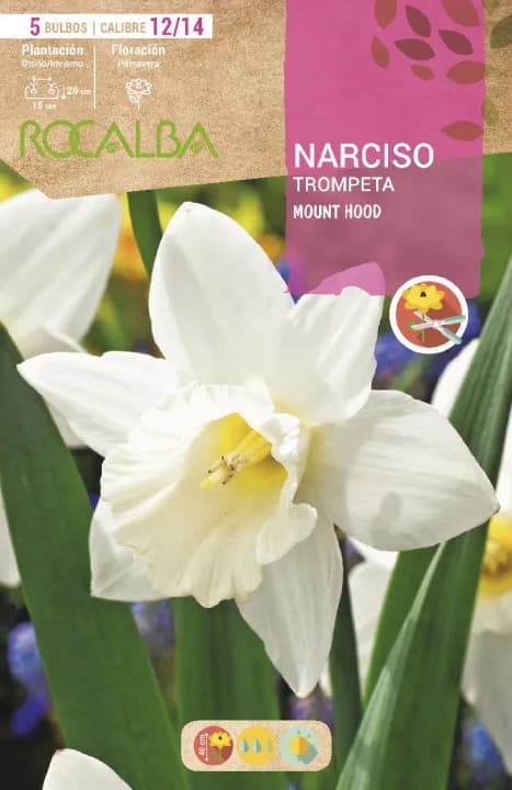 Bulbos Narciso Variedad Trompeta Mount Hood -blanco — foto principal
